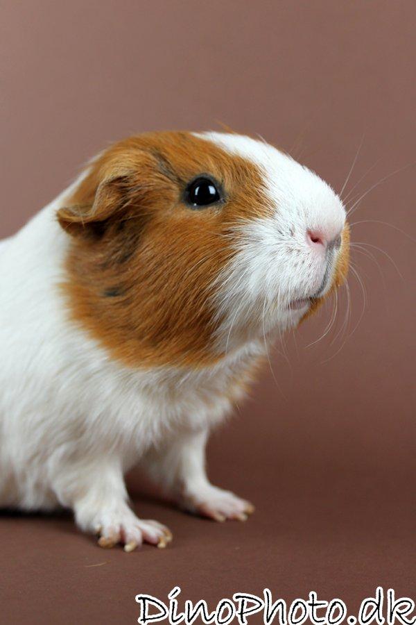 Marsvin Molly *RIP* 14/10 2013 billede 2