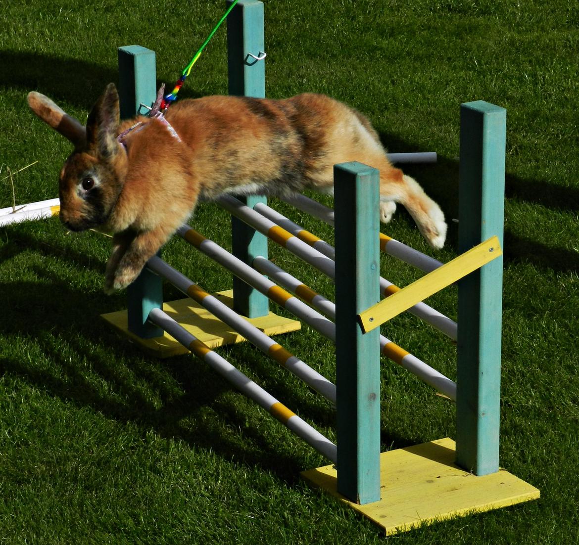 Kanin Anijo´s Silke - Silke hop d. 19/7 2012 :D billede 8