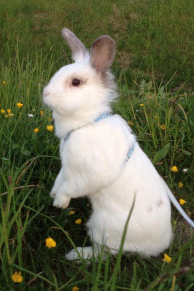 Kanin Vimse billede 9