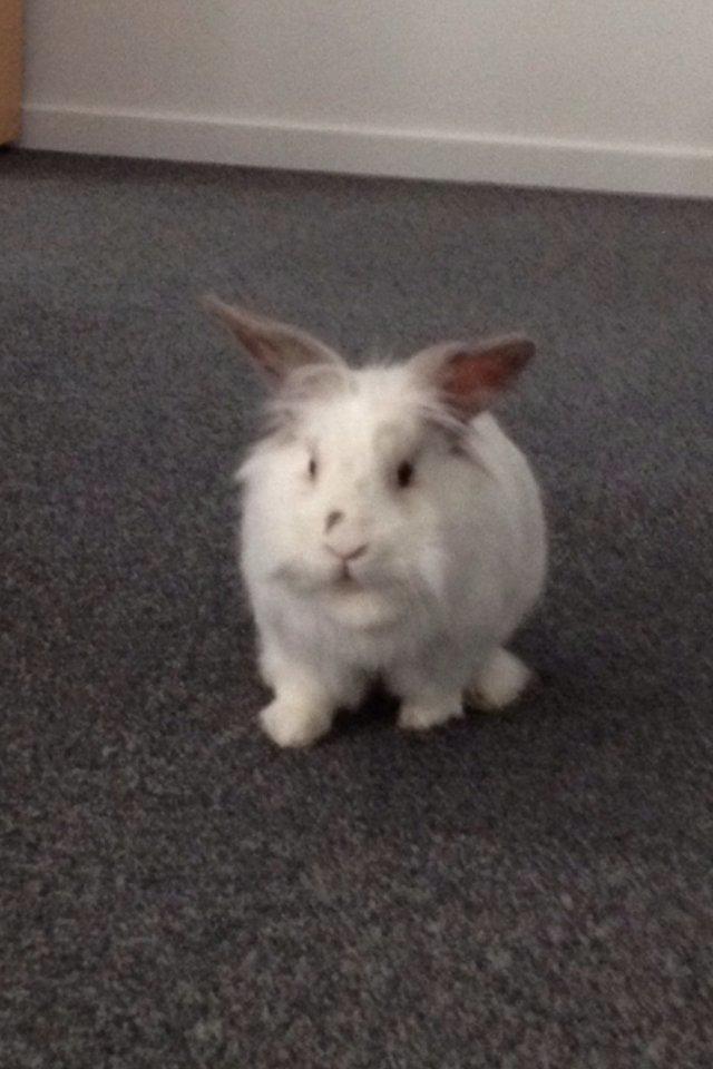 Kanin Vimse billede 10