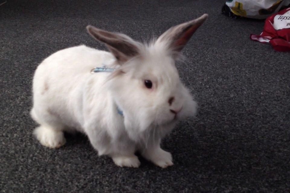 Kanin Vimse billede 1