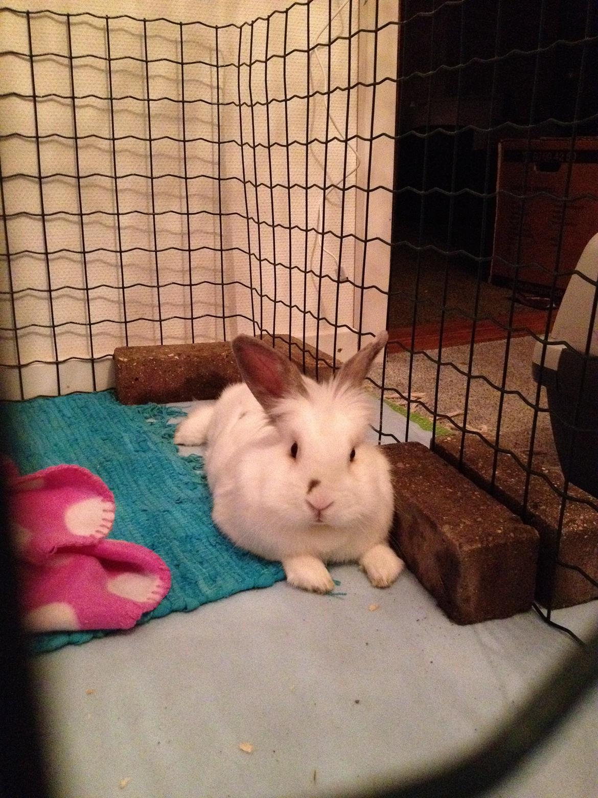 Kanin Vimse billede 11