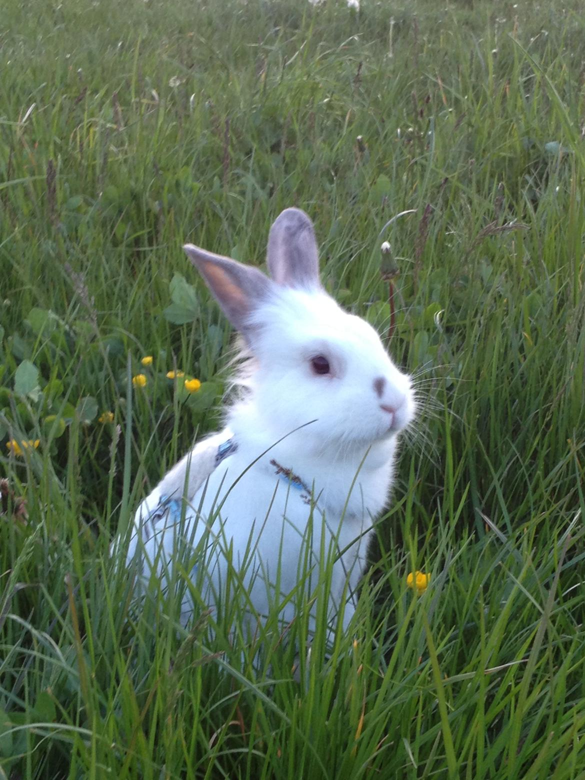 Kanin Vimse billede 12