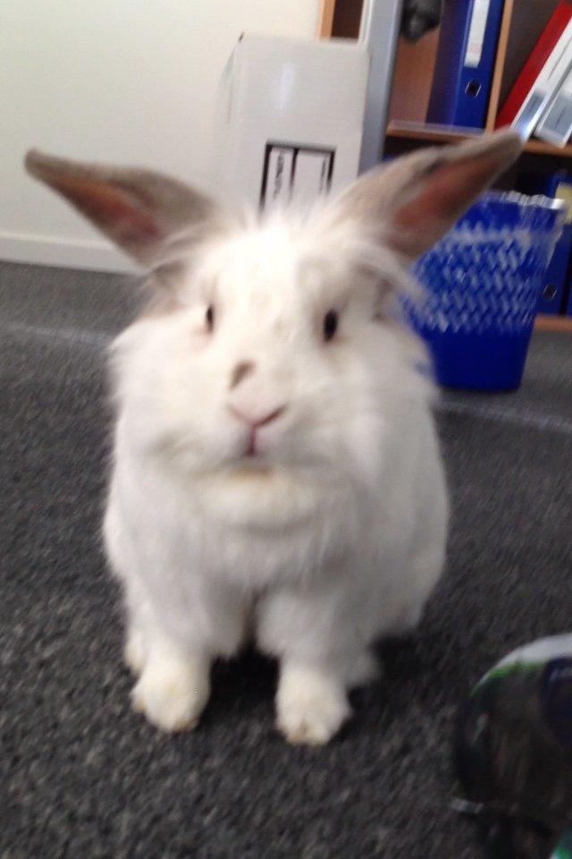 Kanin Vimse billede 13