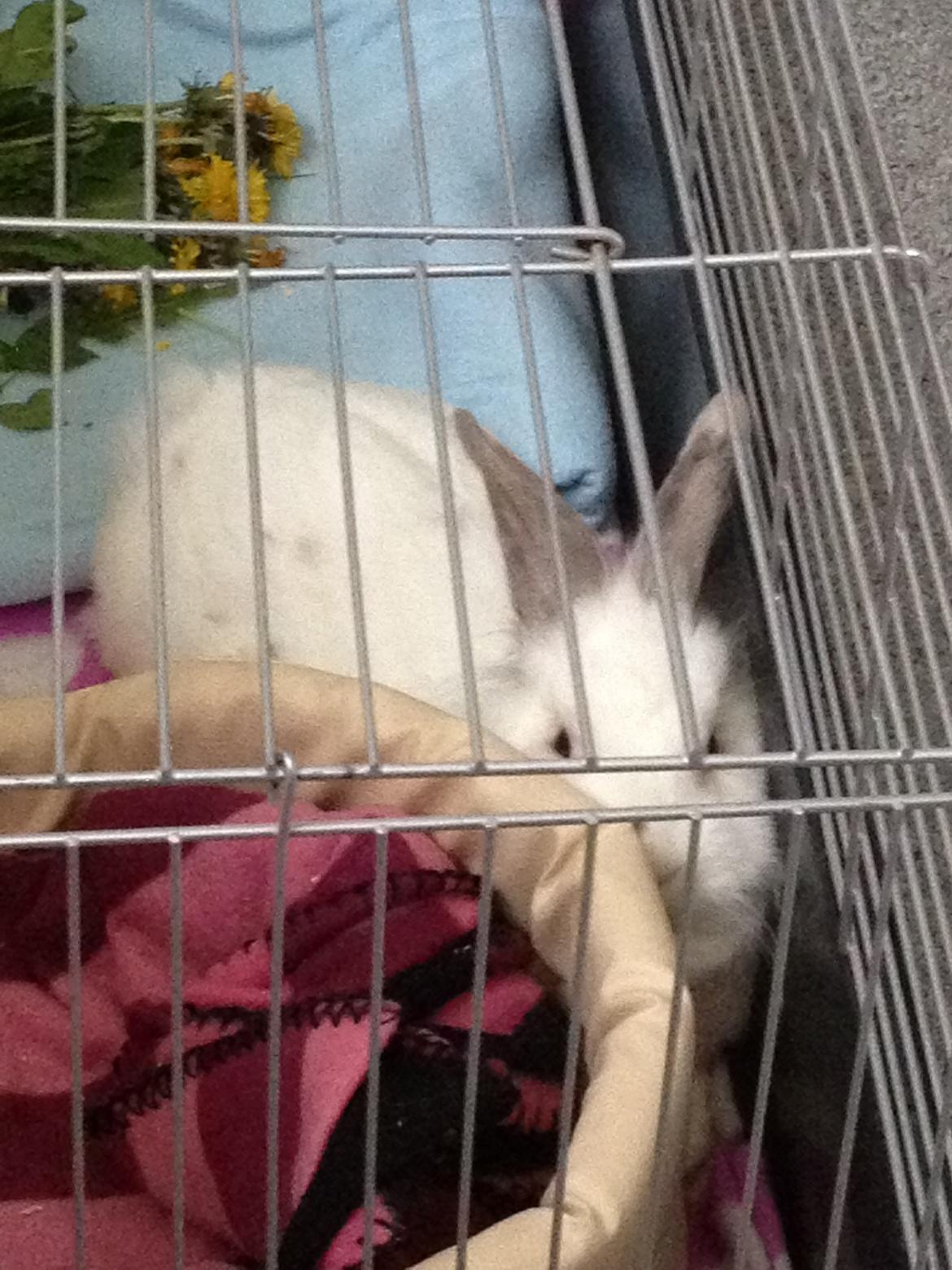 Kanin Vimse billede 14