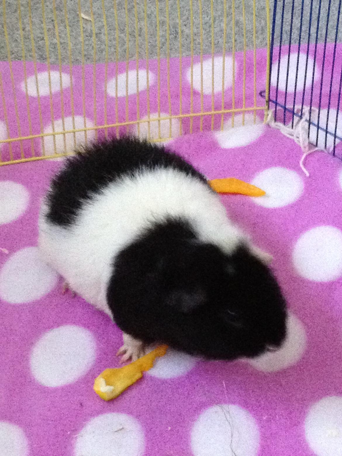 Marsvin panda pjuske (lillebrors) billede 8