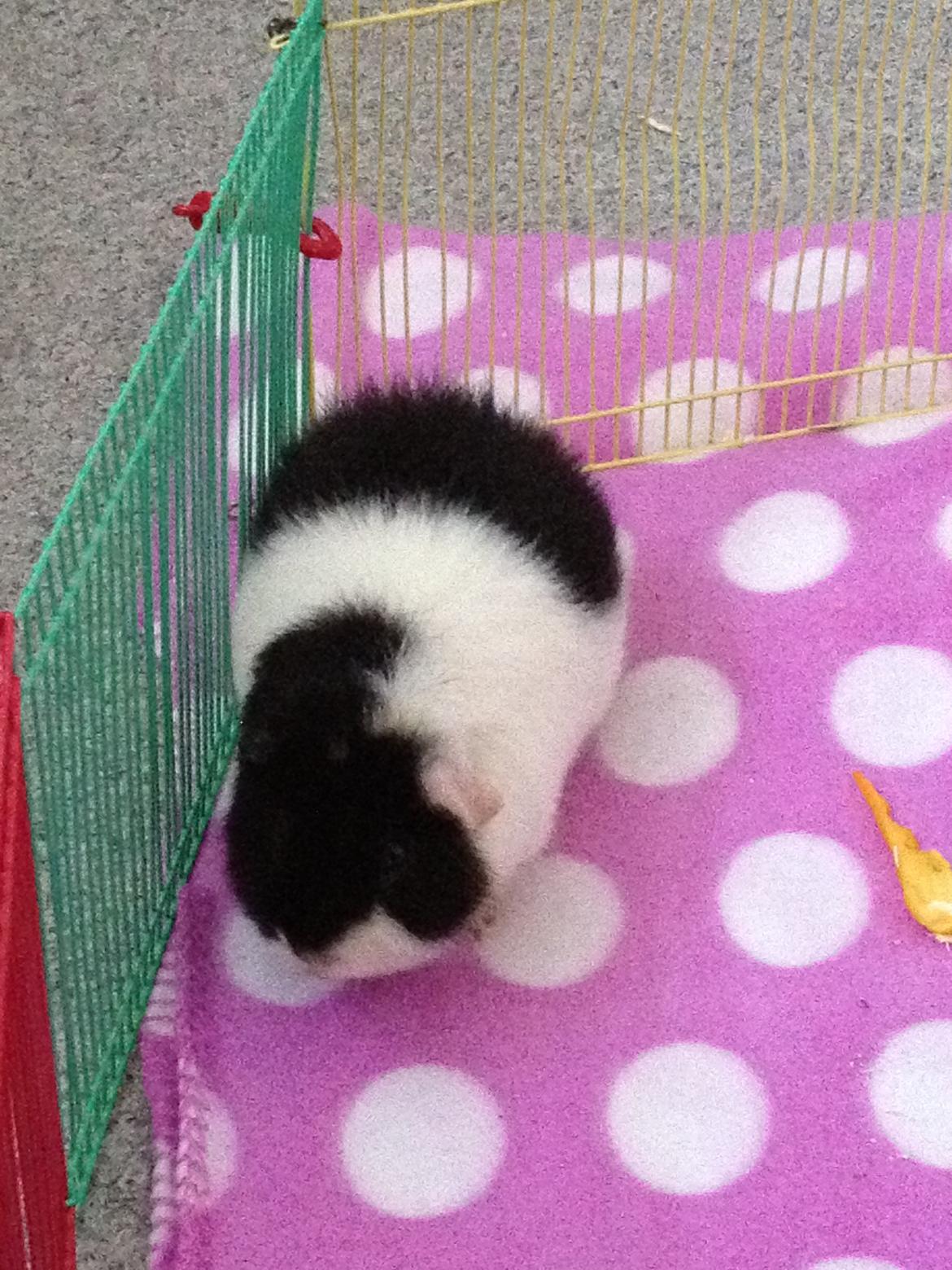 Marsvin panda pjuske (lillebrors) billede 9