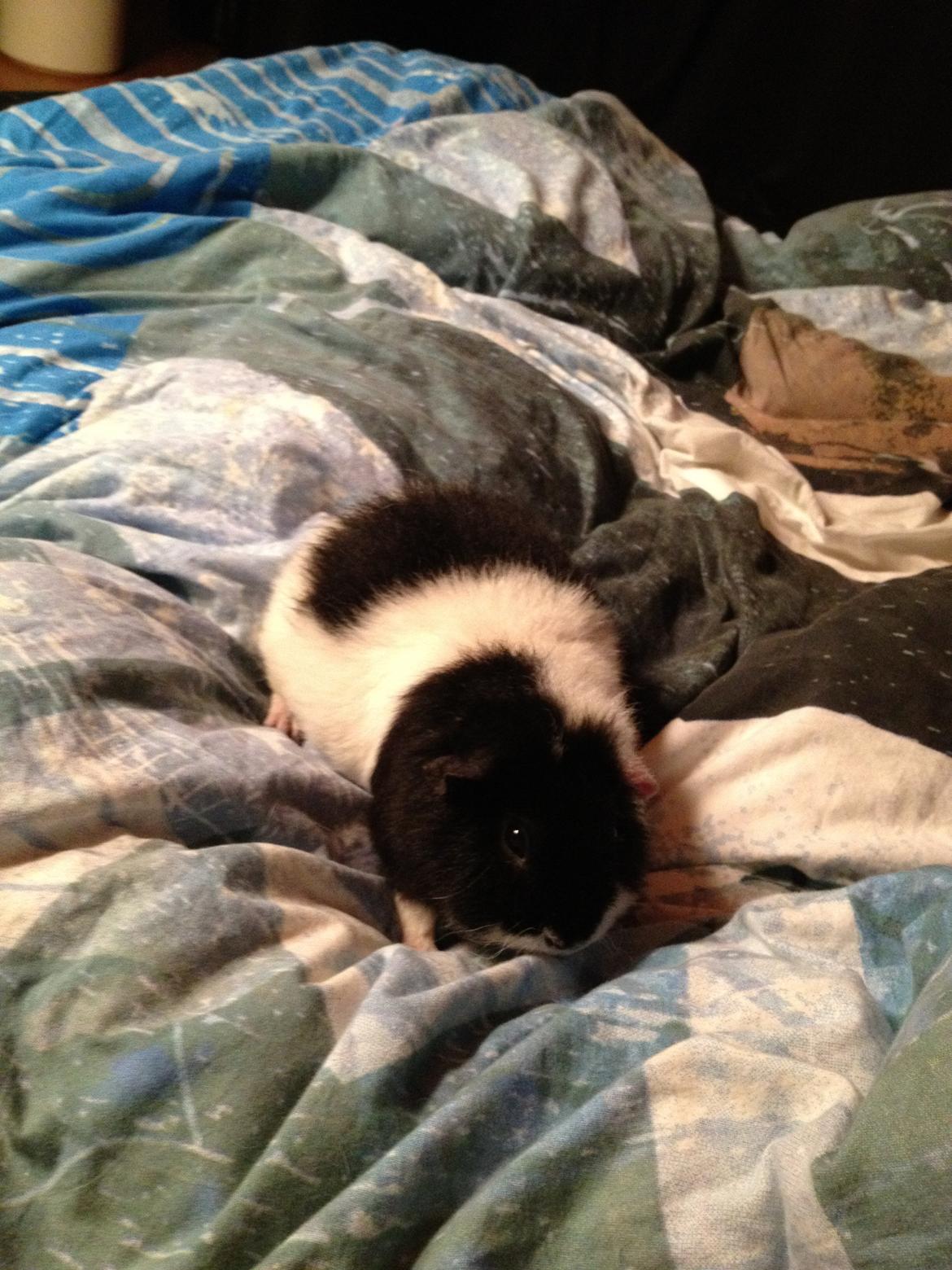 Marsvin panda pjuske (lillebrors) billede 10