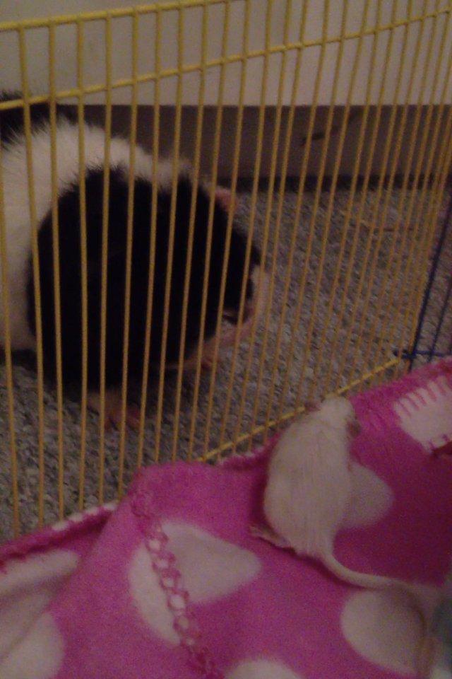 Marsvin panda pjuske (lillebrors) billede 11