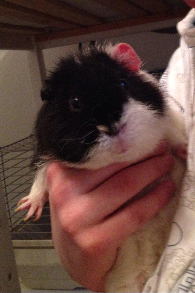 Marsvin panda pjuske (lillebrors) billede 1