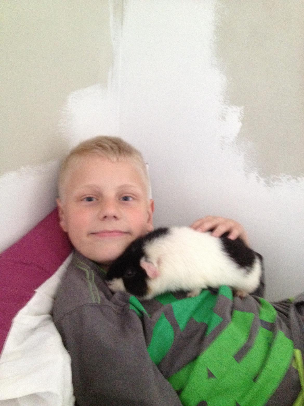 Marsvin panda pjuske (lillebrors) billede 12