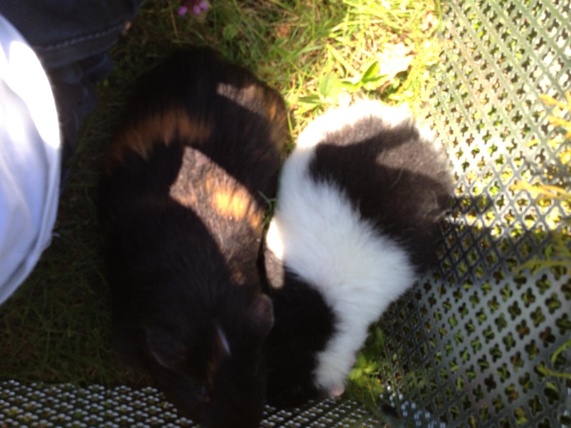 Marsvin panda pjuske (lillebrors) - pjuske og melivin (min vens marsvin) billede 13