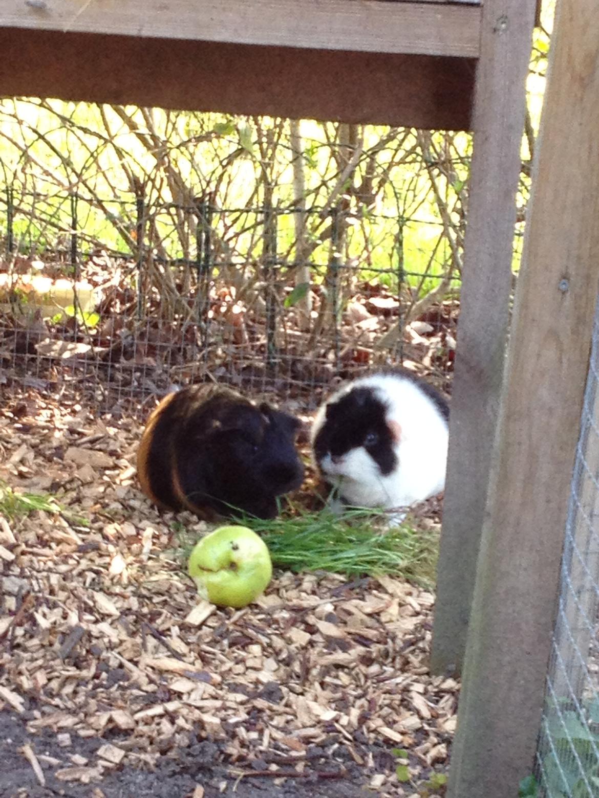 Marsvin panda pjuske (lillebrors) billede 14