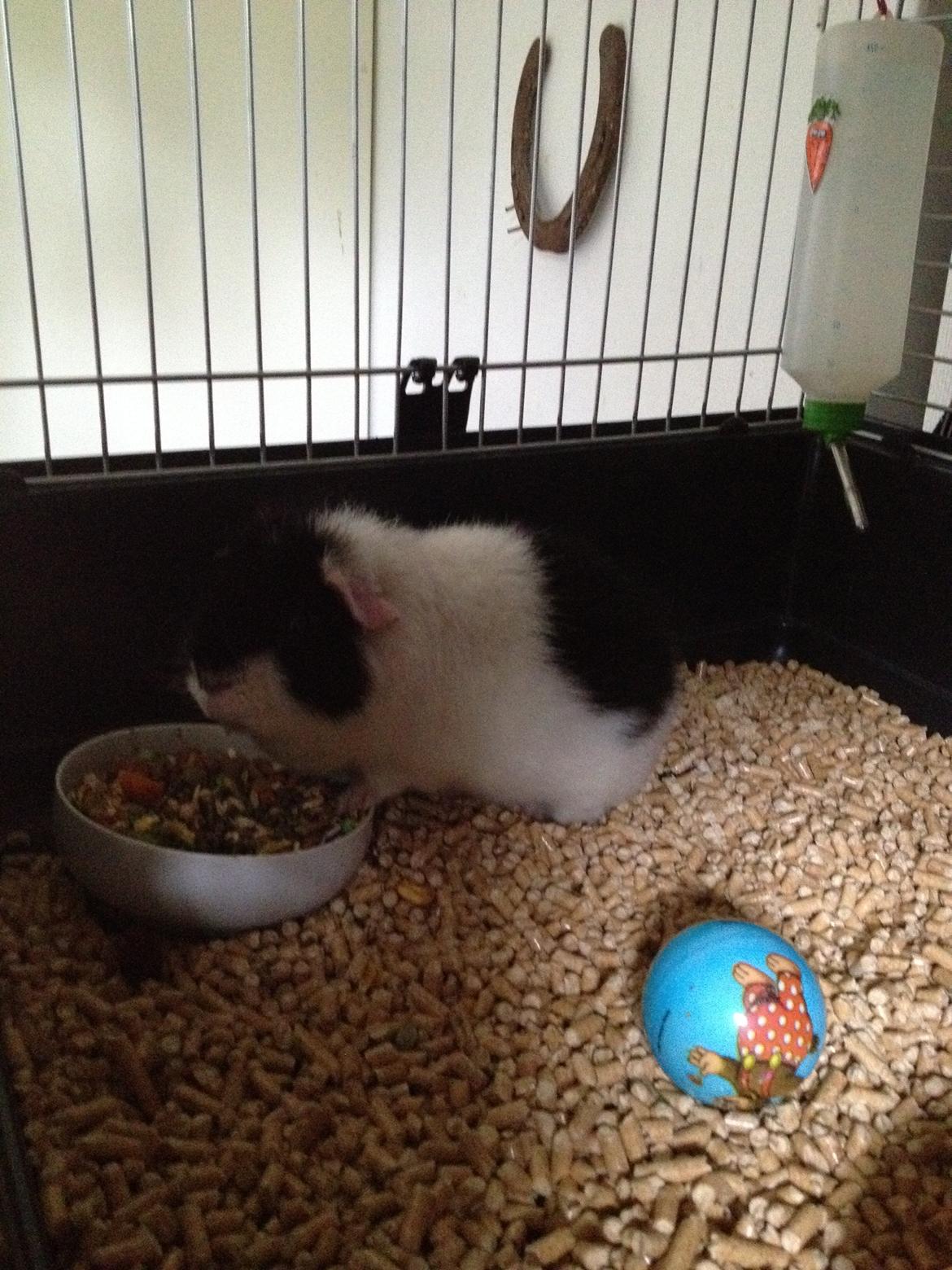 Marsvin panda pjuske (lillebrors) billede 16