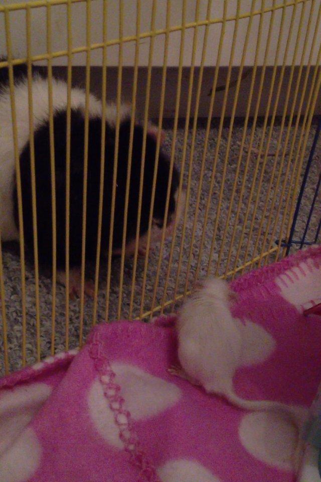 Ørkenrotte Snowy billede 6