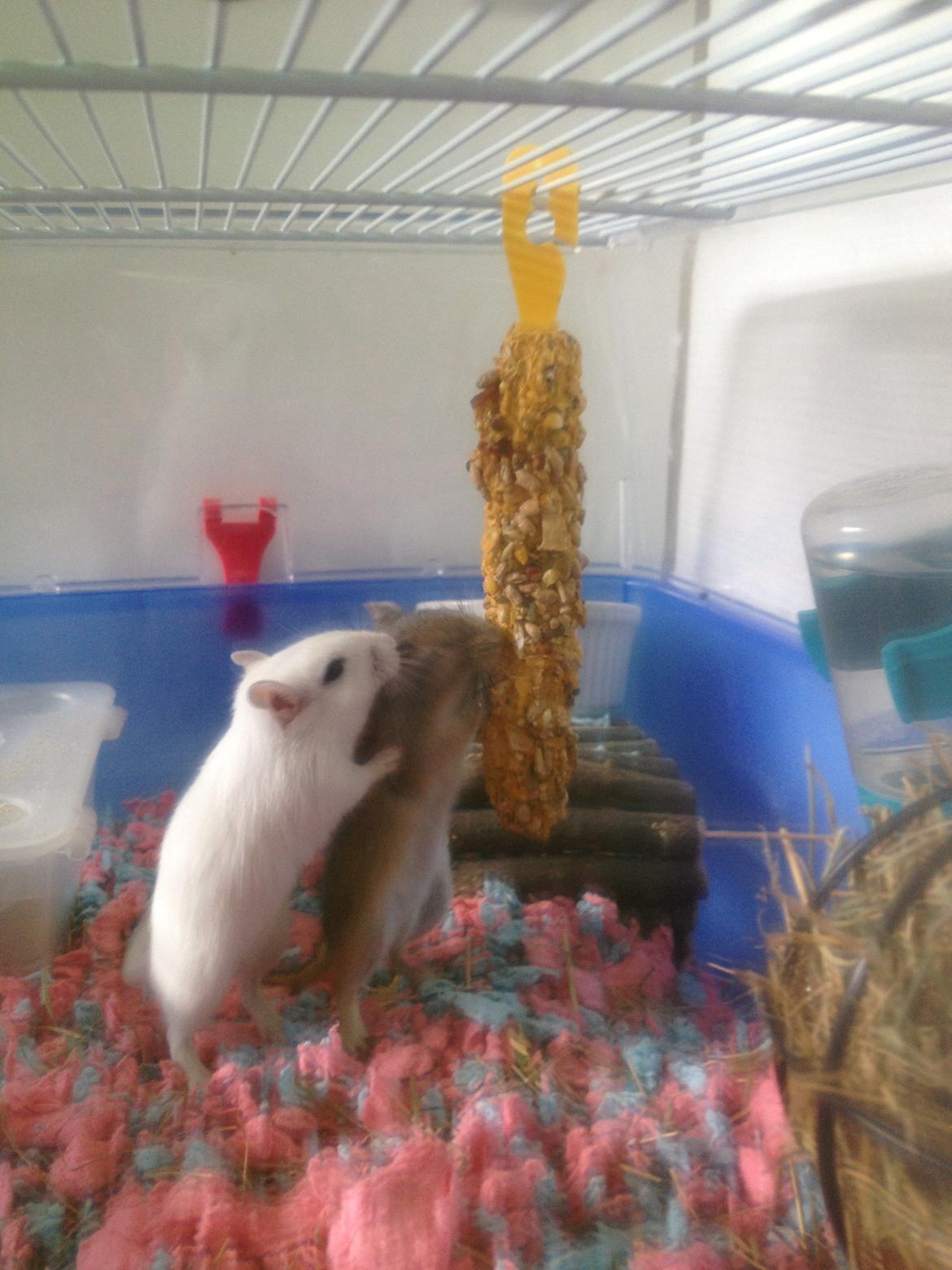 Ørkenrotte Snowy billede 7