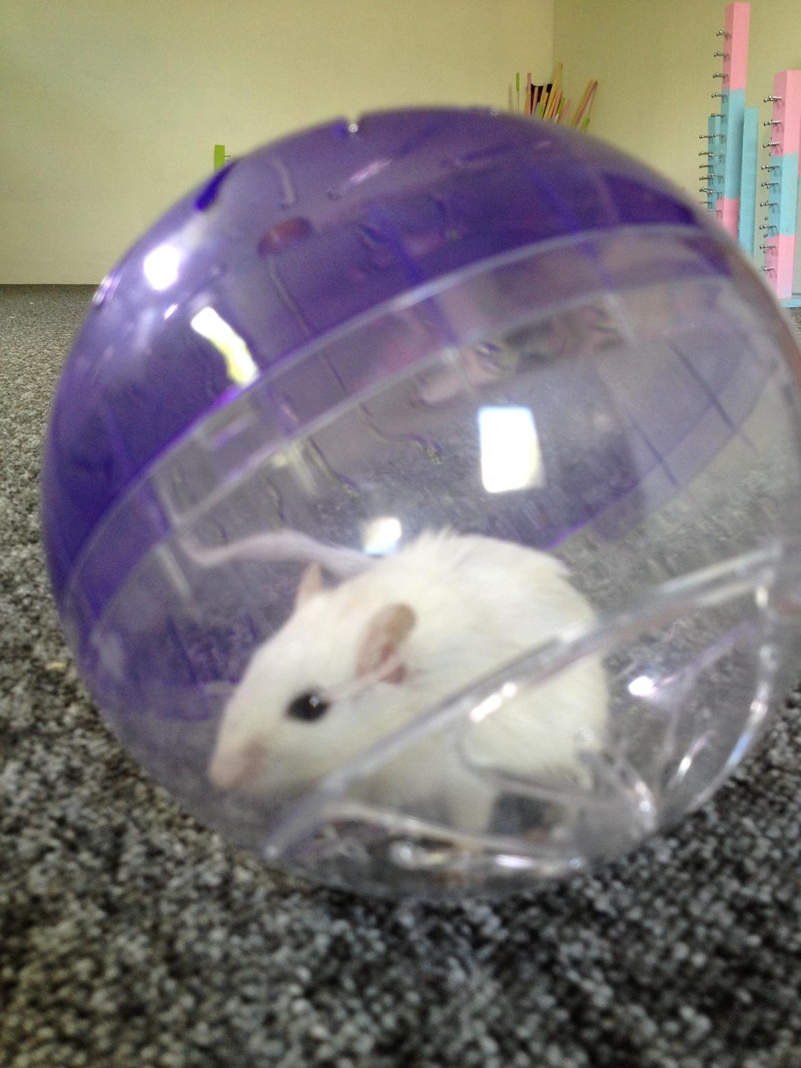 Ørkenrotte Snowy billede 8