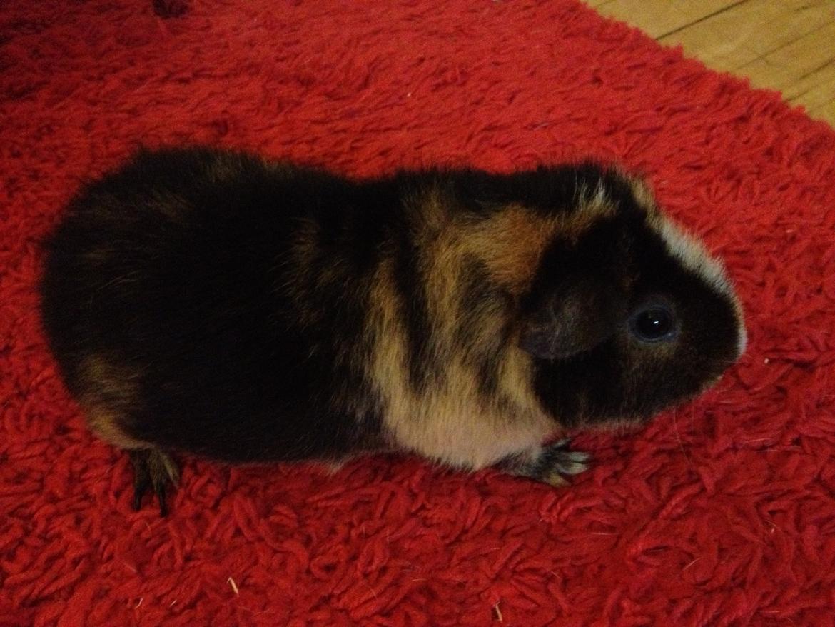 Marsvin Kastanie billede 1