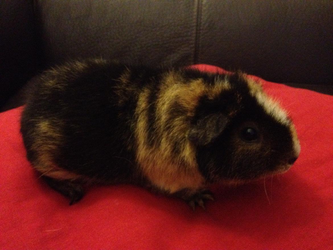 Marsvin Kastanie billede 2