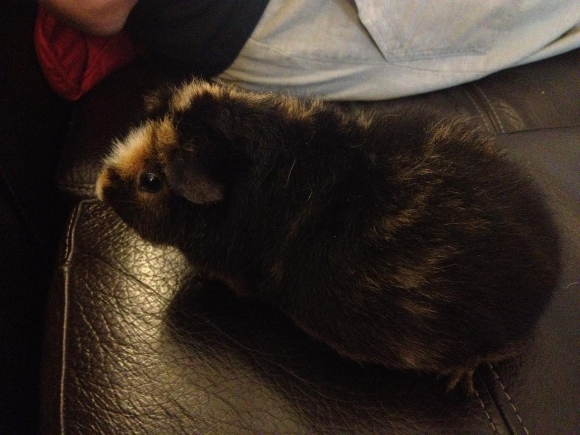 Marsvin Kastanie billede 3