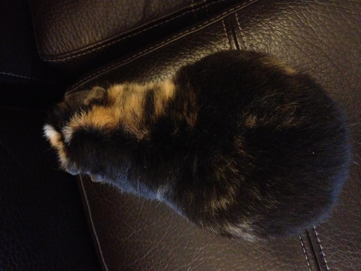 Marsvin Kastanie billede 4