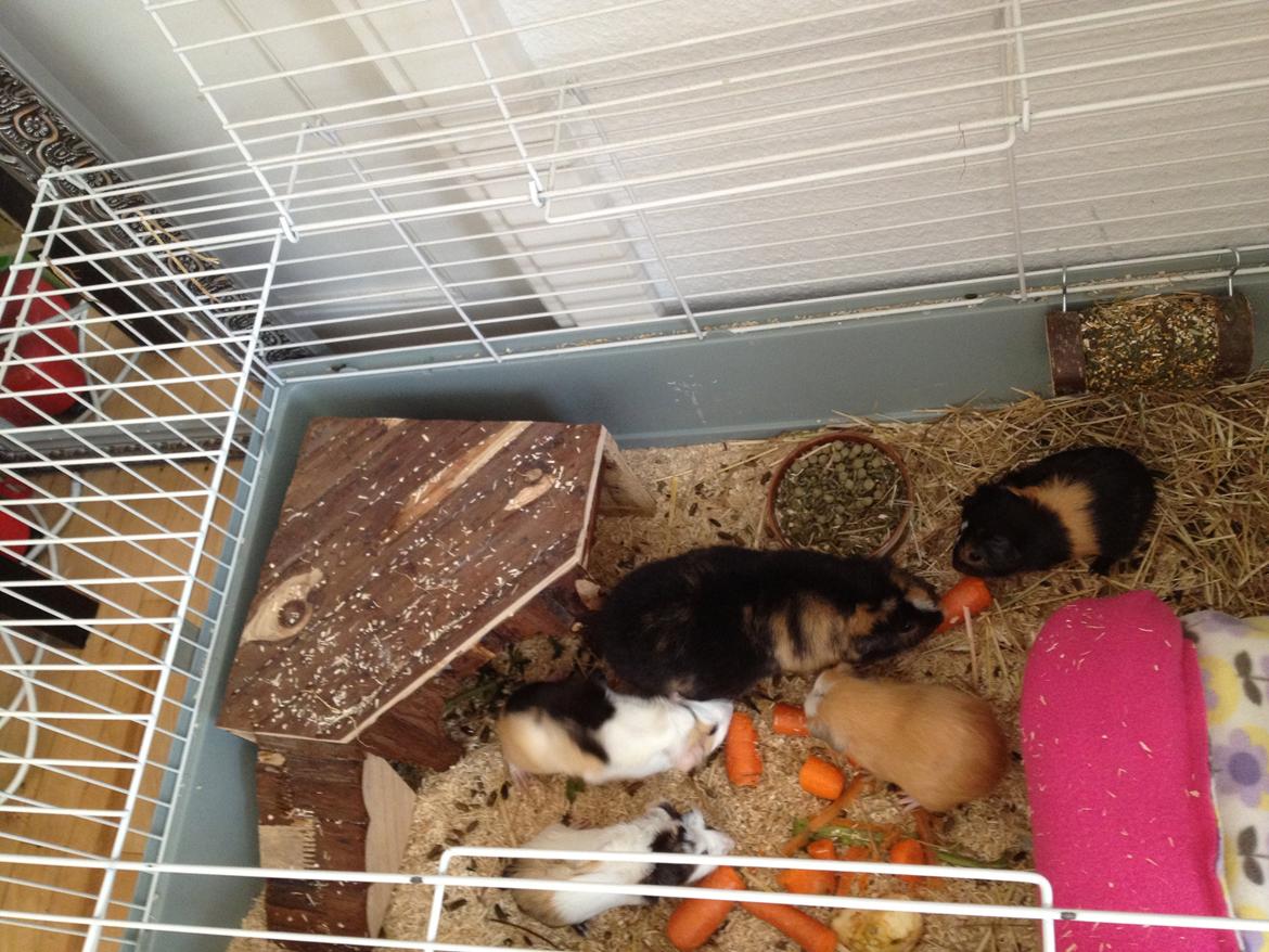 Marsvin Kastanie billede 5