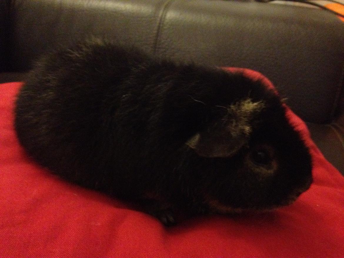 Marsvin Neville billede 5