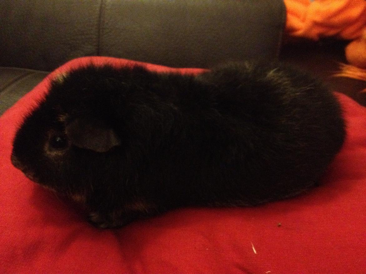 Marsvin Neville billede 6