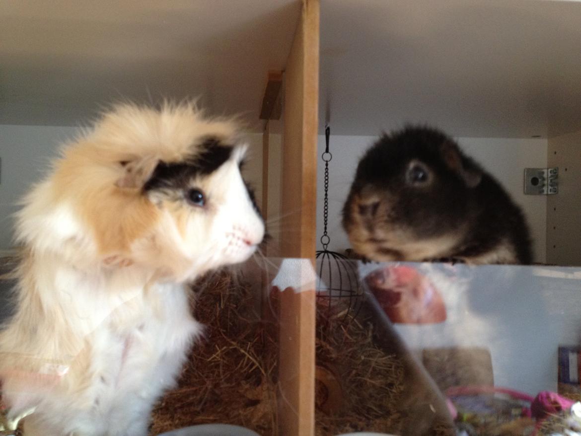 Marsvin Neville billede 2