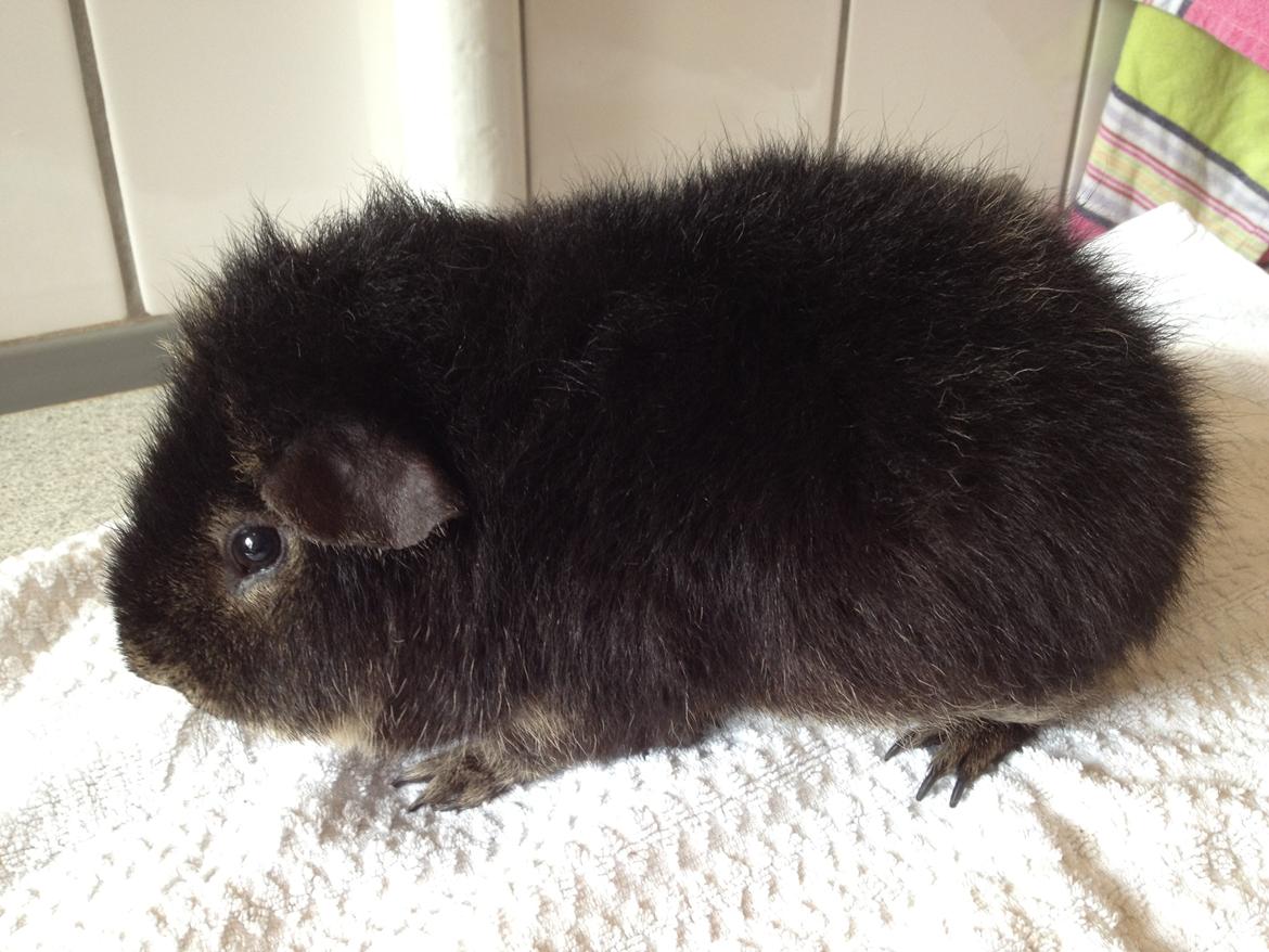 Marsvin Neville billede 4