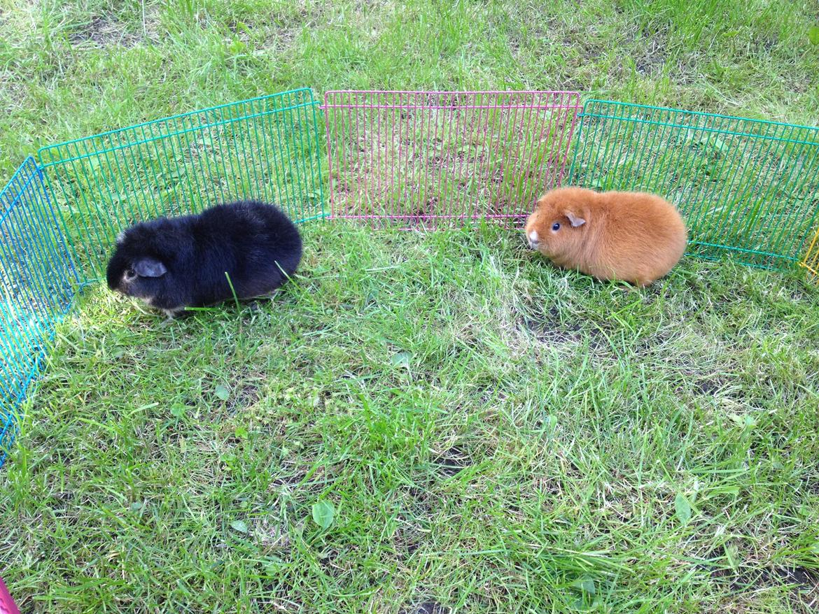 Marsvin Neville billede 3