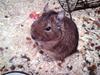 Degu Mickey