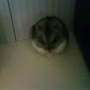 Dværghamster Meisje R.I.P