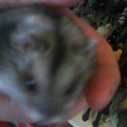 Dværghamster Meisje R.I.P