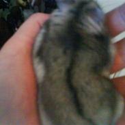 Dværghamster Meisje R.I.P