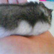 Dværghamster Meisje R.I.P