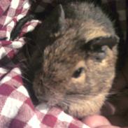 Degu Olfert *rip*