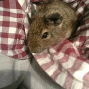 Degu Olfert *rip*