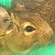 Degu degu