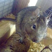 Degu degu