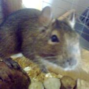 Degu degu