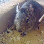 Degu degu