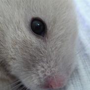 Hamster Lykke's Gnaske RIP 