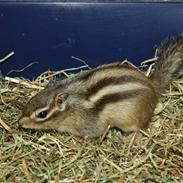 Jordegern Trille - R.I.P -