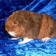 Marsvin  My Heavens Mega Cute Min