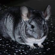 Chinchilla Muffegårdens Olga