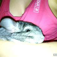 Chinchilla Muffegårdens Olga