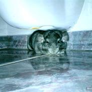 Chinchilla Muffegårdens Olga