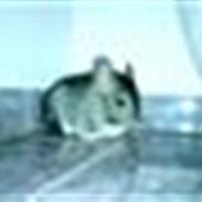 Chinchilla Muffegårdens Olga