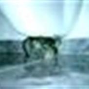 Chinchilla Muffegårdens Olga